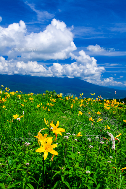 霧ヶ峰高原 富士見台草原のニッコウキスゲお花畑と夏空[10222025493]の