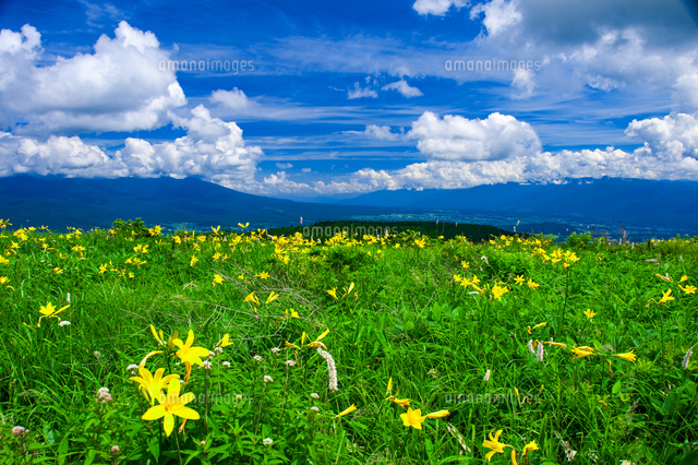 霧ヶ峰高原 富士見台草原のニッコウキスゲお花畑と夏空 の写真素材 イラスト素材 アマナイメージズ