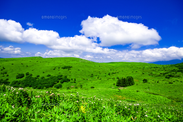 霧ヶ峰高原 草原と夏空[10222025583]の写真・イラスト素材｜アマナ