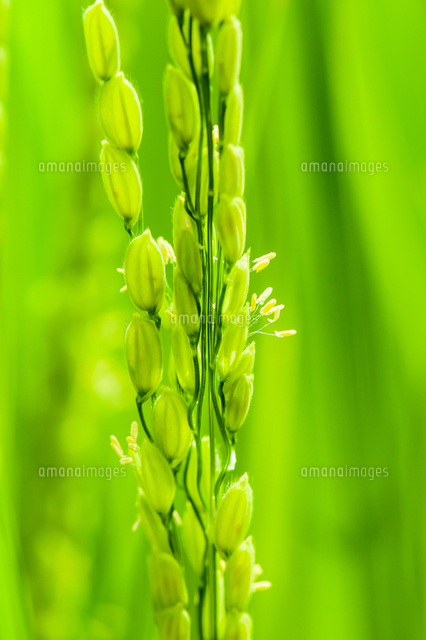 稲の花 の写真素材 イラスト素材 アマナイメージズ