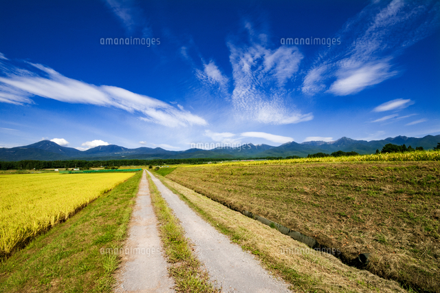 風景画【農道】 津久井の風景画（晩秋 農道）