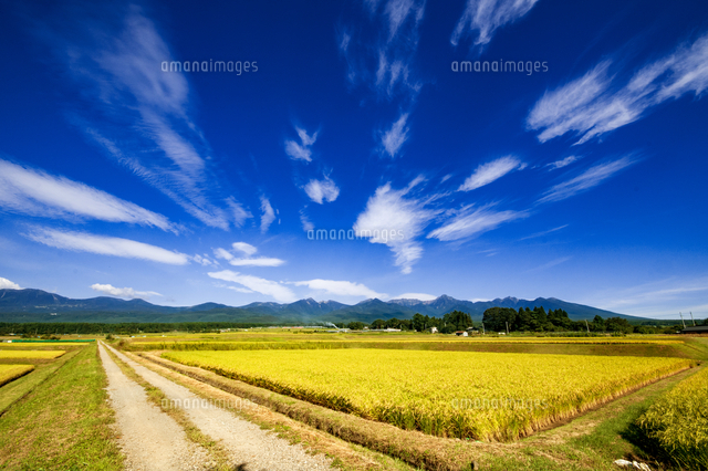 黄金色に輝く田園風景と秋の空[10222025999]の写真・イラスト素材