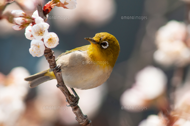 桜とメジロ の写真素材 イラスト素材 アマナイメージズ 桜とメジロ の写真素材 イラスト素材 アマナイメージズ