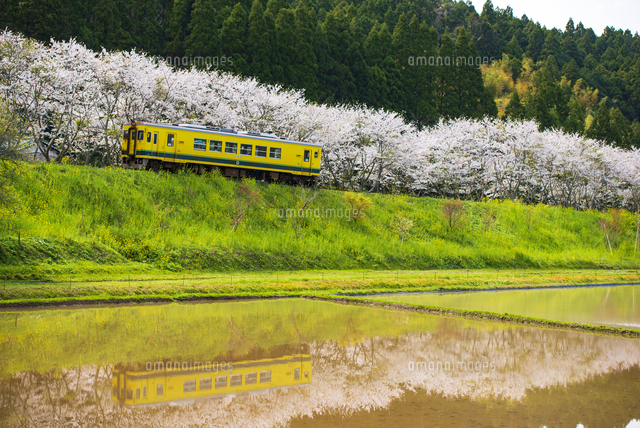 いすみ鉄道と桜並木を映す春の田園風景[10222026565]の写真