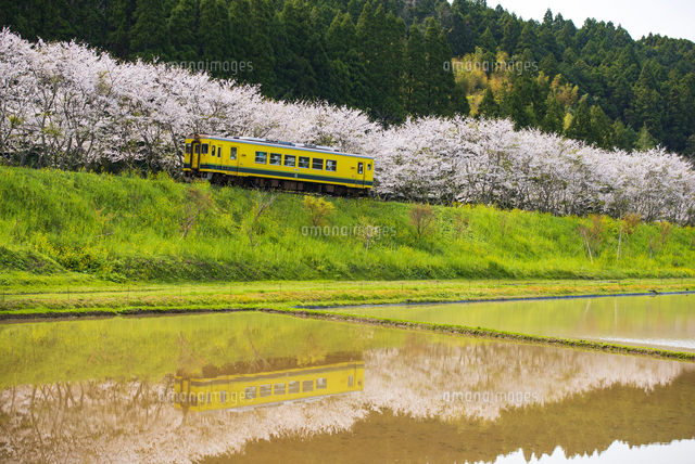 千葉県いすみ鉄道 レア 桜 春 写真 いすみ鉄道の春 写真素材 [3045433