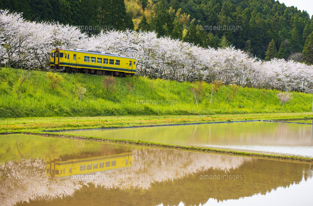いすみ鉄道と桜並木を映す春の田園風景[10222026569]の写真