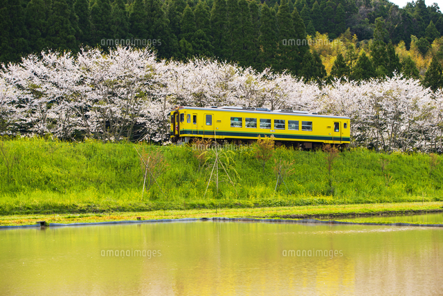 いすみ鉄道と桜並木を映す春の田園風景[10222026577]の写真