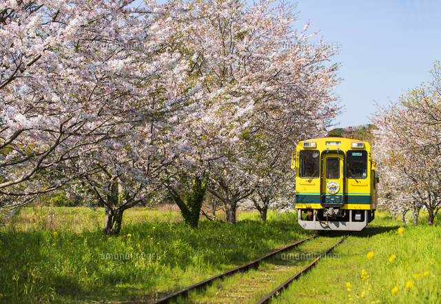 満開の桜並木を走るいすみ鉄道 総元駅～西畑駅[10222026740]の写真素材・イラスト素材｜アマナイメージズ