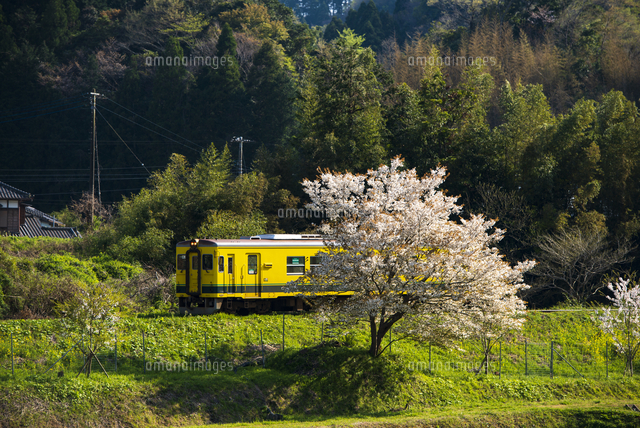 山里を走るいすみ鉄道と一本の満開の桜 西畑駅総元駅[10222026775]の写真素材・イラスト素材｜アマナイメージズ