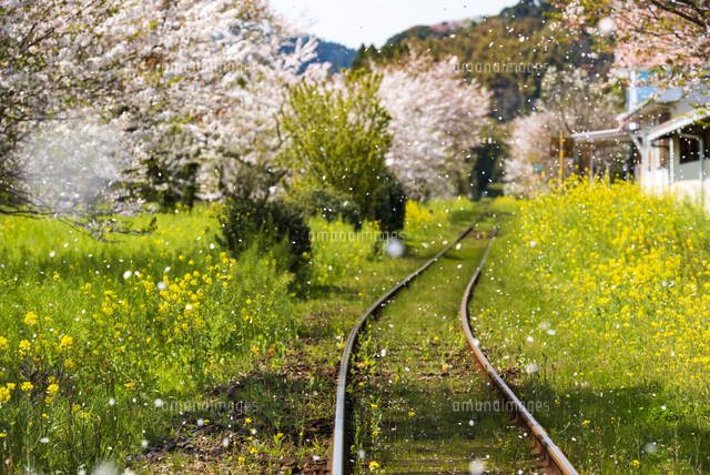 桜吹雪舞ういすみ鉄道菜の花畑と満開の桜並木[10222026923]の写真