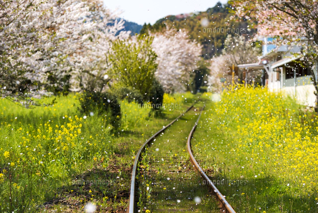 桜吹雪舞ういすみ鉄道菜の花畑と満開の桜並木[10222026923]の写真