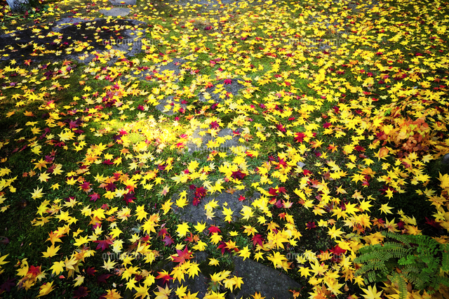 紅葉の花咲く苔の庭 の写真素材 イラスト素材 アマナイメージズ