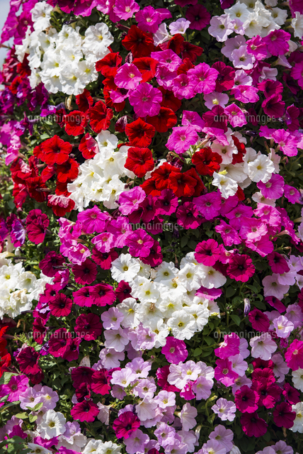 ペチュニアバケット花壇 の写真素材 イラスト素材 アマナイメージズ
