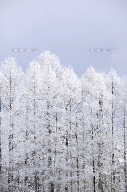 ★まぶしい朝・樹氷の唐松林２点F3サイズ油絵(OHMAMA) カラマツ林樹氷[10222028045]の写真・イラスト素材｜アマナイメージズ