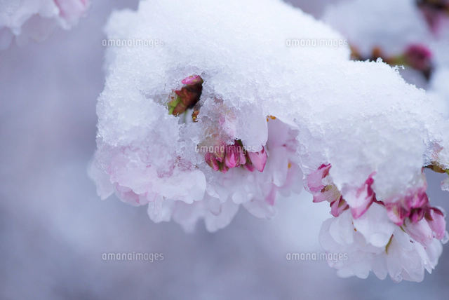 専用　春の雪様 サクラを隠す春の雪[10222028180]の写真・イラスト素材｜アマナイメージズ