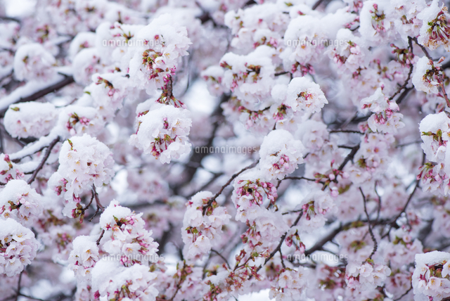 満開の桜に積る春の雪[10222028193]の写真・イラスト素材｜アマナ
