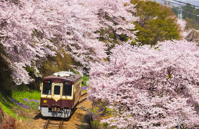 満開の桜並木とわたらせ渓谷鉄道 普通上り列車 大間々駅～上神梅駅