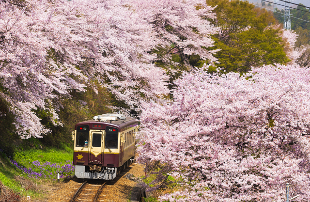 満開の桜並木とわたらせ渓谷鉄道 普通上り列車 大間々駅～上神梅駅