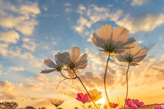 佐倉ふるさと広場 夕日に輝くコスモスお花畑と夕焼け空に風車
