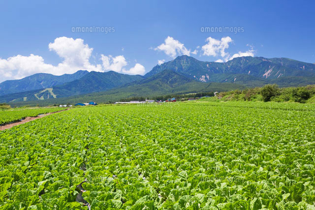 野辺山高原のレタス畑と八ヶ岳 の写真素材 イラスト素材 アマナイメージズ