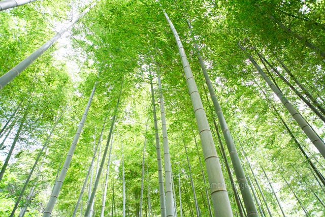 竹林 の写真素材 イラスト素材 アマナイメージズ