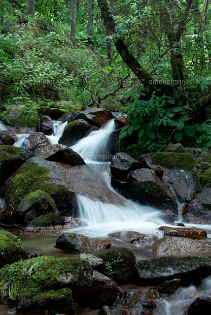 森の中を流れる川[10230000123]の写真素材・イラスト素材｜アマナ 