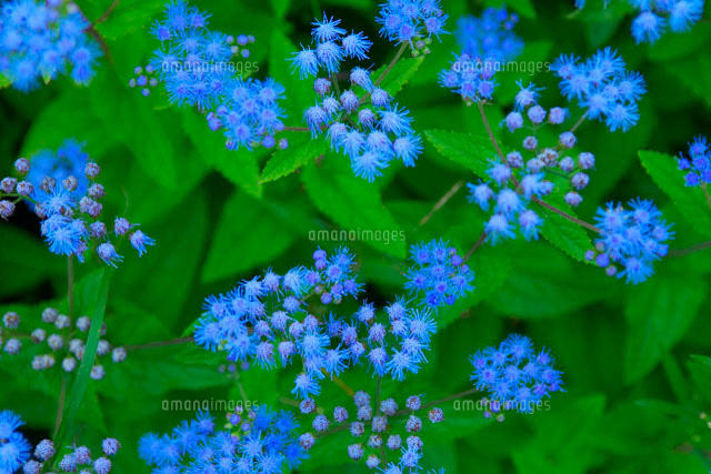 青紫色の野花 の写真素材 イラスト素材 アマナイメージズ 青紫色の野花 の写真素材 イラスト素材 アマナイメージズ