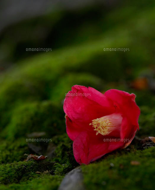 苔と椿 の写真素材 イラスト素材 アマナイメージズ