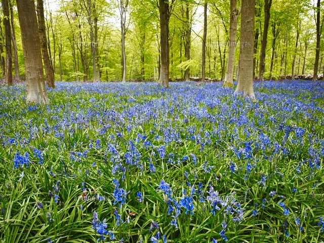 ブルーベルの森 の写真素材 イラスト素材 アマナイメージズ