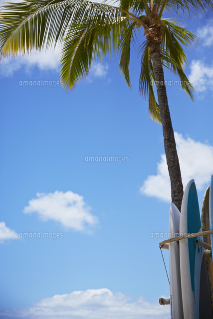 サーフボードとヤシの木[10234001011]の写真・イラスト素材｜アマナ