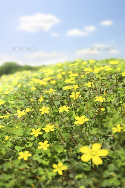 一面の黄色の野花 の写真素材 イラスト素材 アマナイメージズ 一面の黄色の野花 の写真素材 イラスト素材 アマナイメージズ