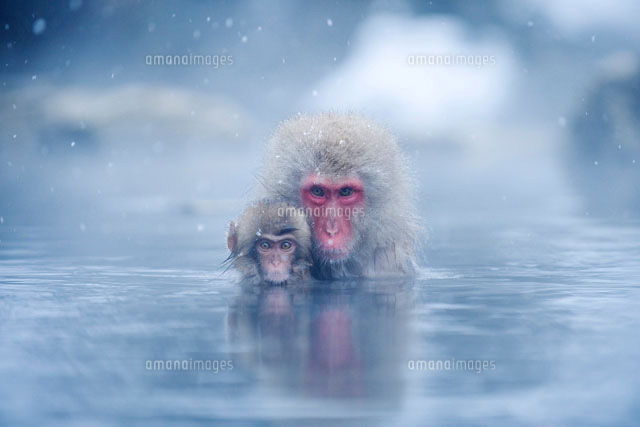 温泉に入る日本猿の親子 の写真素材 イラスト素材 アマナイメージズ 温泉に入る日本猿の親子 の写真素材 イラスト素材 アマナイメージズ