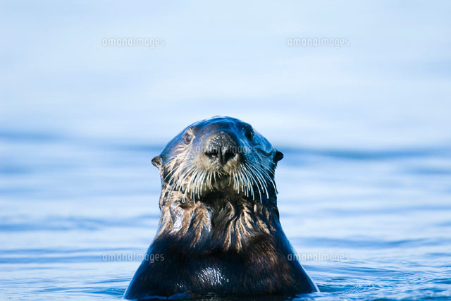 ラッコ の写真素材 イラスト素材 アマナイメージズ