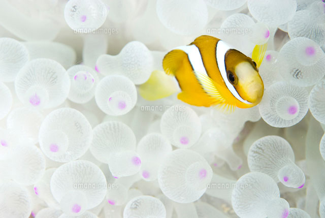 カクレクマノミと白いイソギンチャク の写真素材 イラスト素材 アマナイメージズ