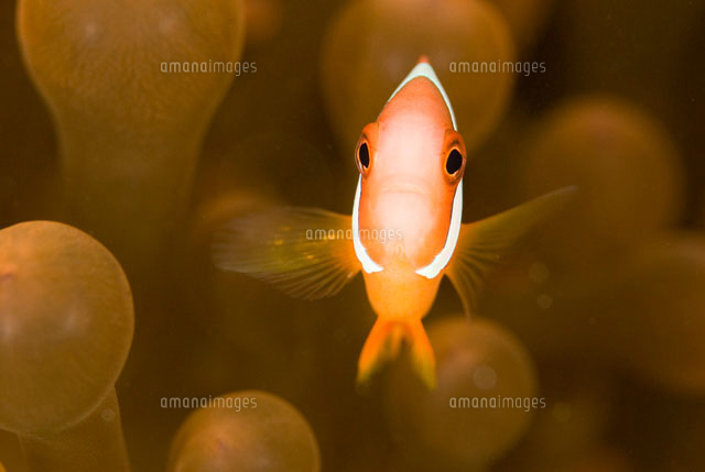 イソギンチャクとクマノミ の写真素材 イラスト素材 アマナイメージズ