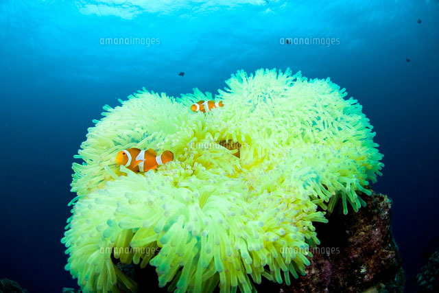 黄色いイソギンチャクとクマノミ の写真素材 イラスト素材 アマナイメージズ