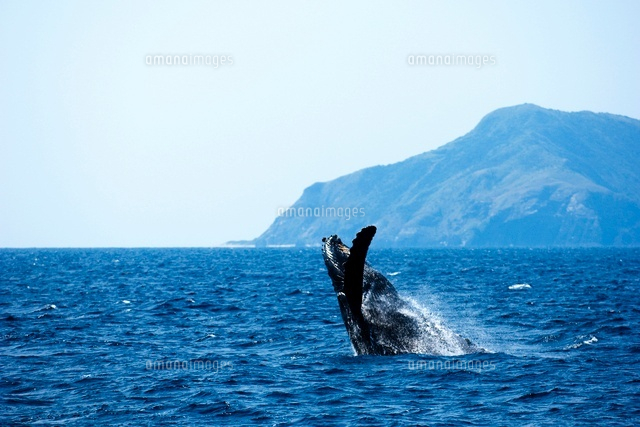 ジャンプするザトウクジラ の写真素材 イラスト素材 アマナイメージズ