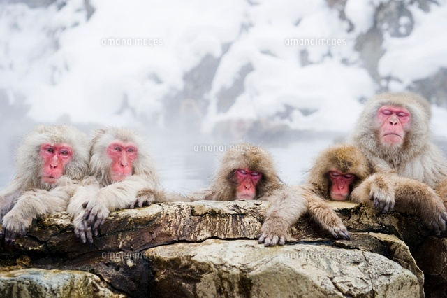 温泉に入る猿 の写真素材 イラスト素材 アマナイメージズ