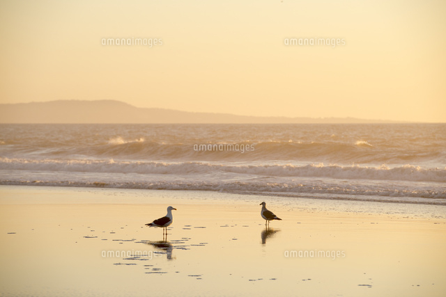 黒鳥作 夕暮れ 7a712f70a3cbc462ffdfe8d6df2d8c