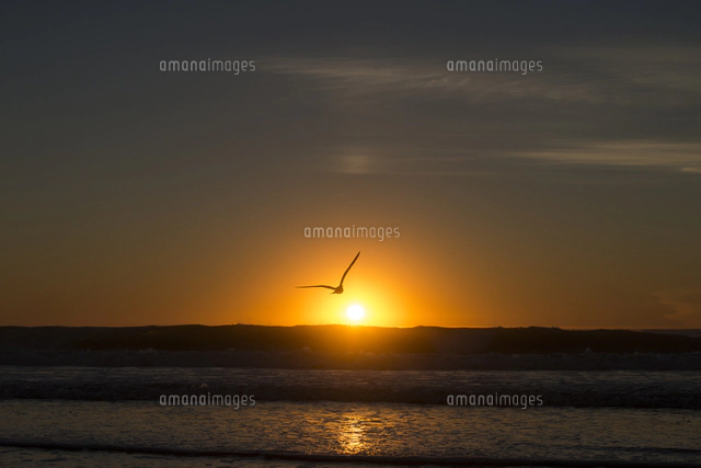 夕日の海と飛び立つ鳥[10241001044]の写真・イラスト素材