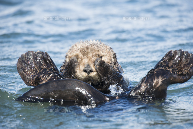目隠しをしながら泳ぐラッコ の写真素材 イラスト素材 アマナイメージズ