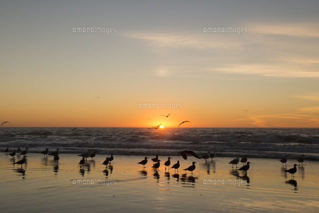 夕日の海と羽根を休める鳥[10241001080]の写真・イラスト素材｜アマナ