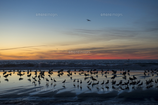 夕暮れの海辺で羽を休める鳥[10241001092]の写真・イラスト素材
