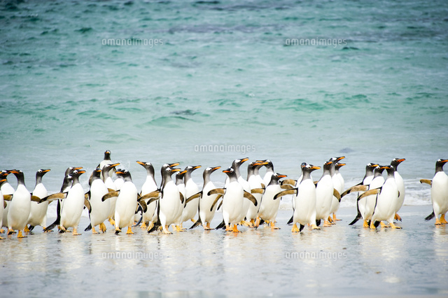 海から上がるジェンツーペンギンの群れ の写真素材 イラスト素材 アマナイメージズ