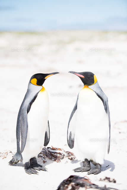 砂浜の2羽のキングペンギン[10241001295]の写真・イラスト素材
