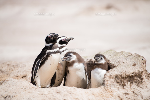 マゼランペンギンの親子[10241001296]の写真・イラスト素材｜アマナ