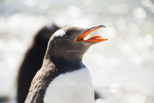 口を開けるジェンツーペンギン[10241001345]の写真・イラスト素材