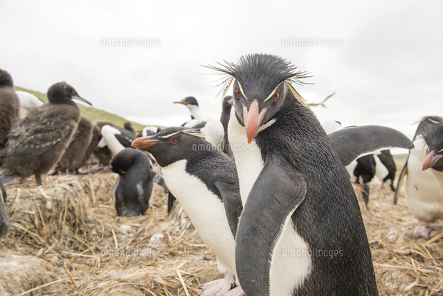 カメラ目線のイワトビペンギン の写真素材 イラスト素材 アマナイメージズ