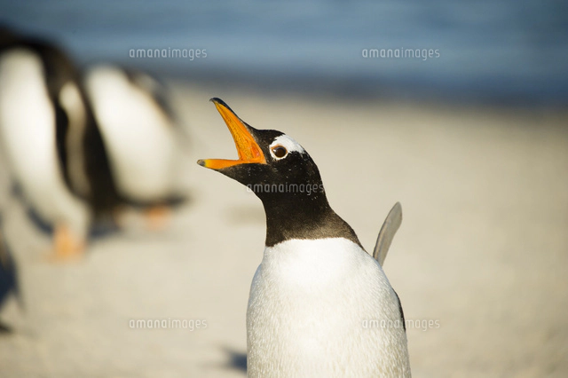 口を開けるジェンツーペンギン[10241001437]の写真・イラスト素材