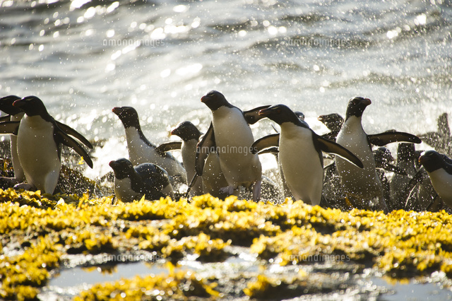 海から上がるイワトビペンギンの群れ の写真素材 イラスト素材 アマナイメージズ